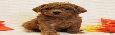 Ginger