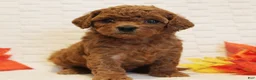 Cavapoo dogs for sale: Ginger - Ad 1