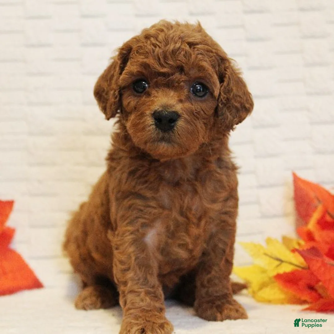 Cavapoo dogs for sale: Ginger - Ad 1
