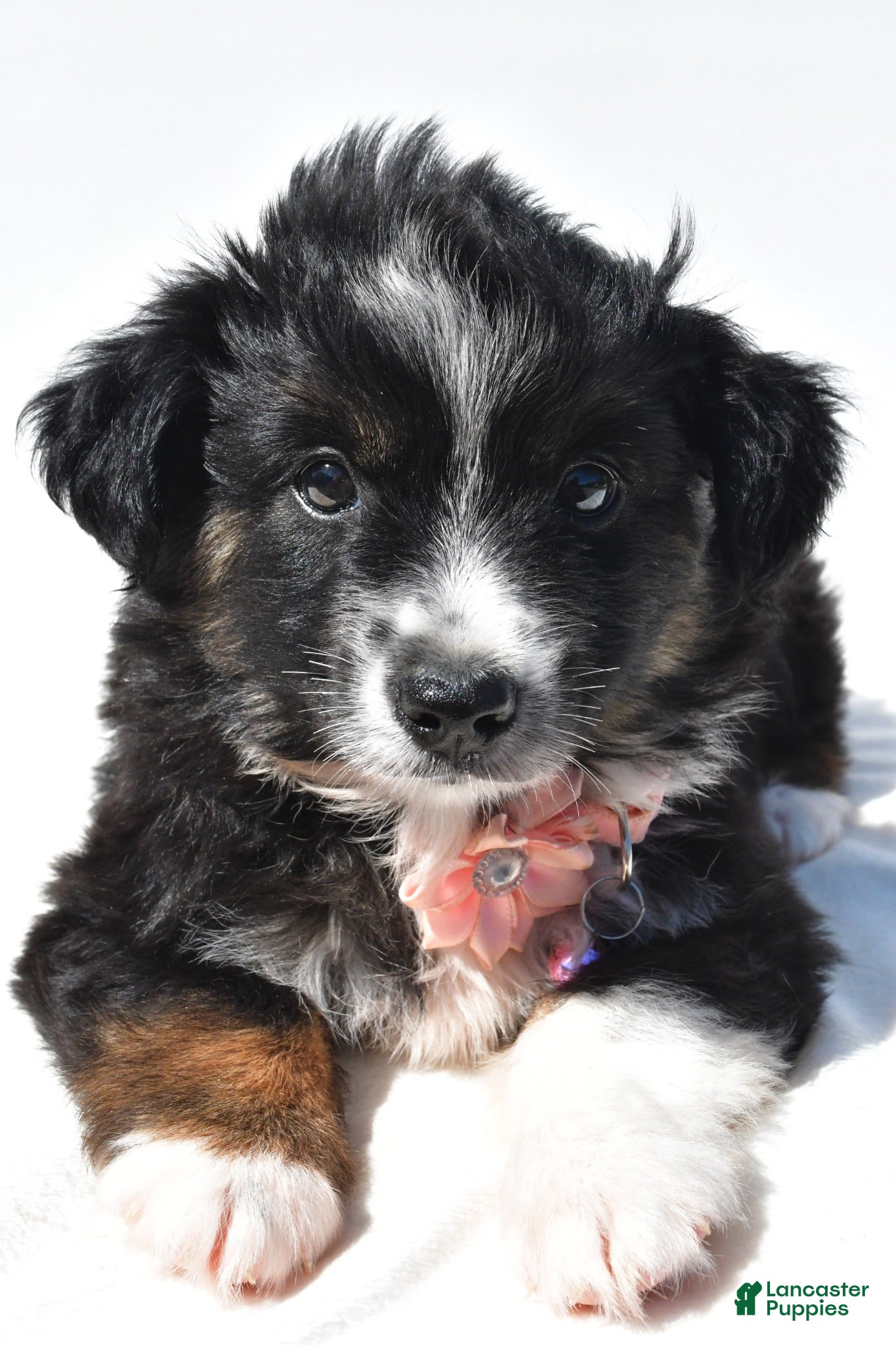 Miniature Australian Shepherd dogs Izzy - Ad 2