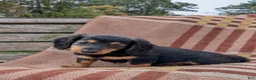 Miniature Dachshund dogs for sale: River  - Ad 4
