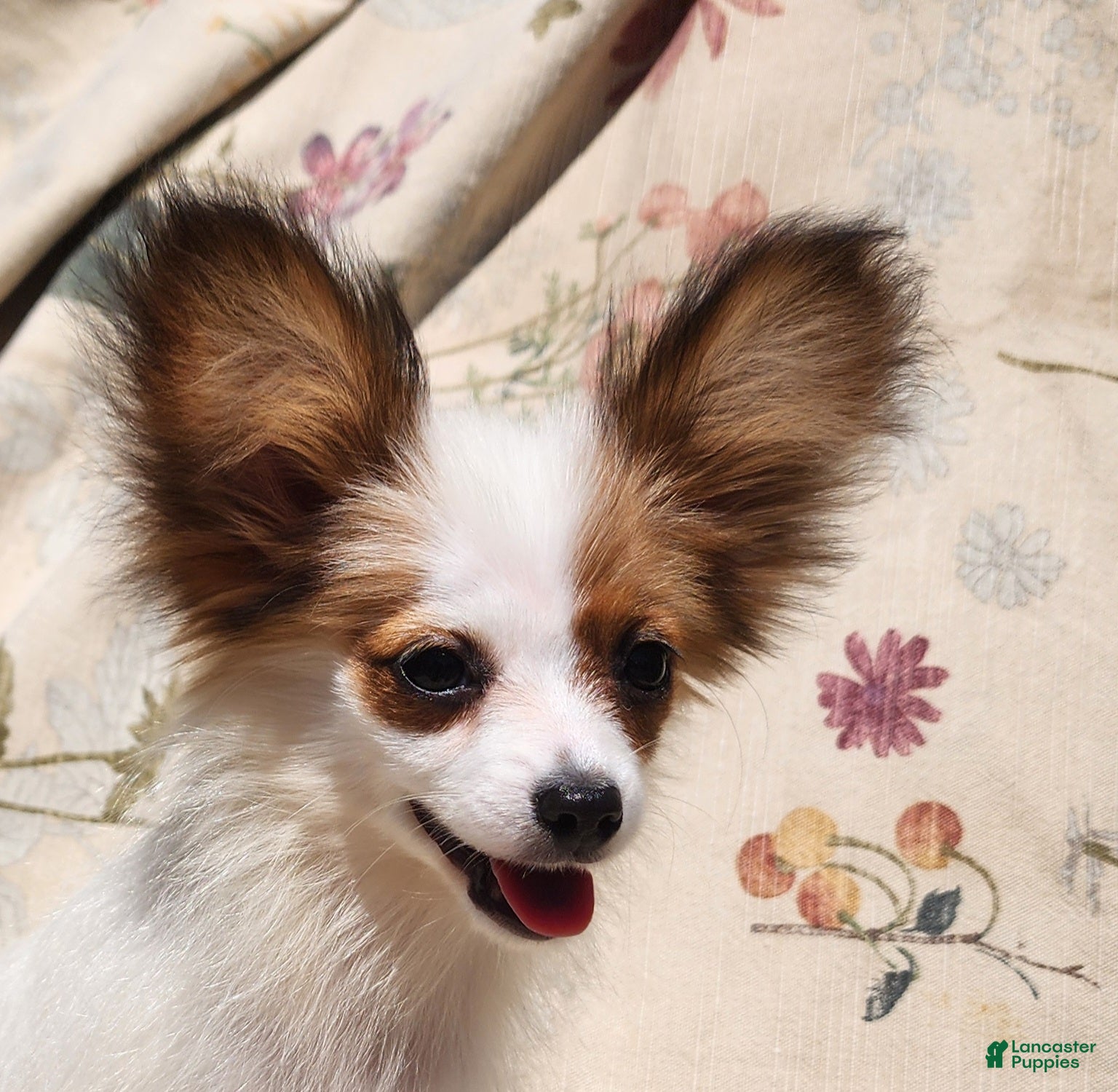 Papillon dogs Papillon Puppy 3 - Ad 1