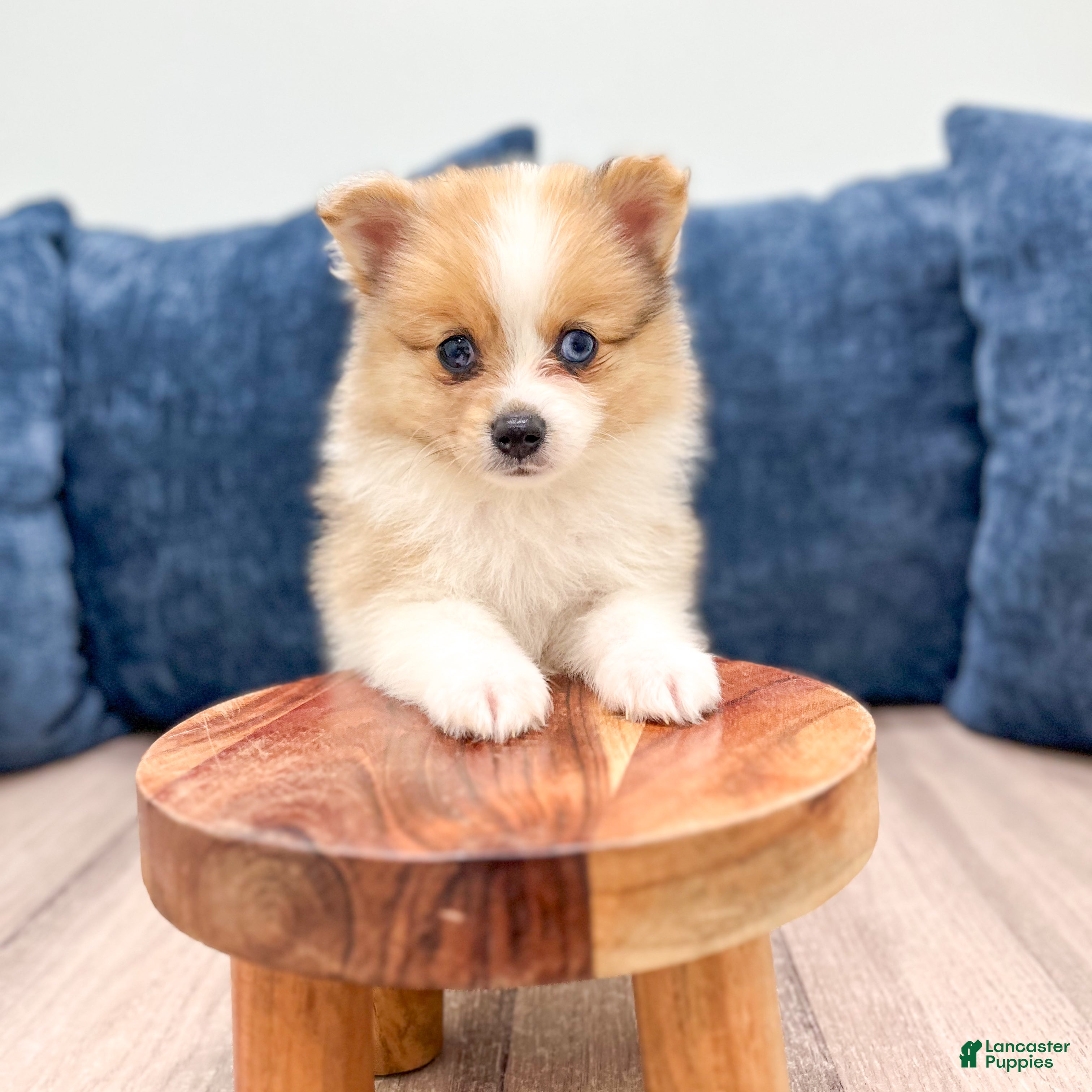 Pomeranian dogs Sandy - Ad 2