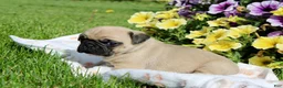 Pug dogs for sale: Emma - Ad 3