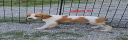 Brittany Spaniel dogs for sale: AKC/UKC French Brittany Annie's Girl 6 - Ad 3