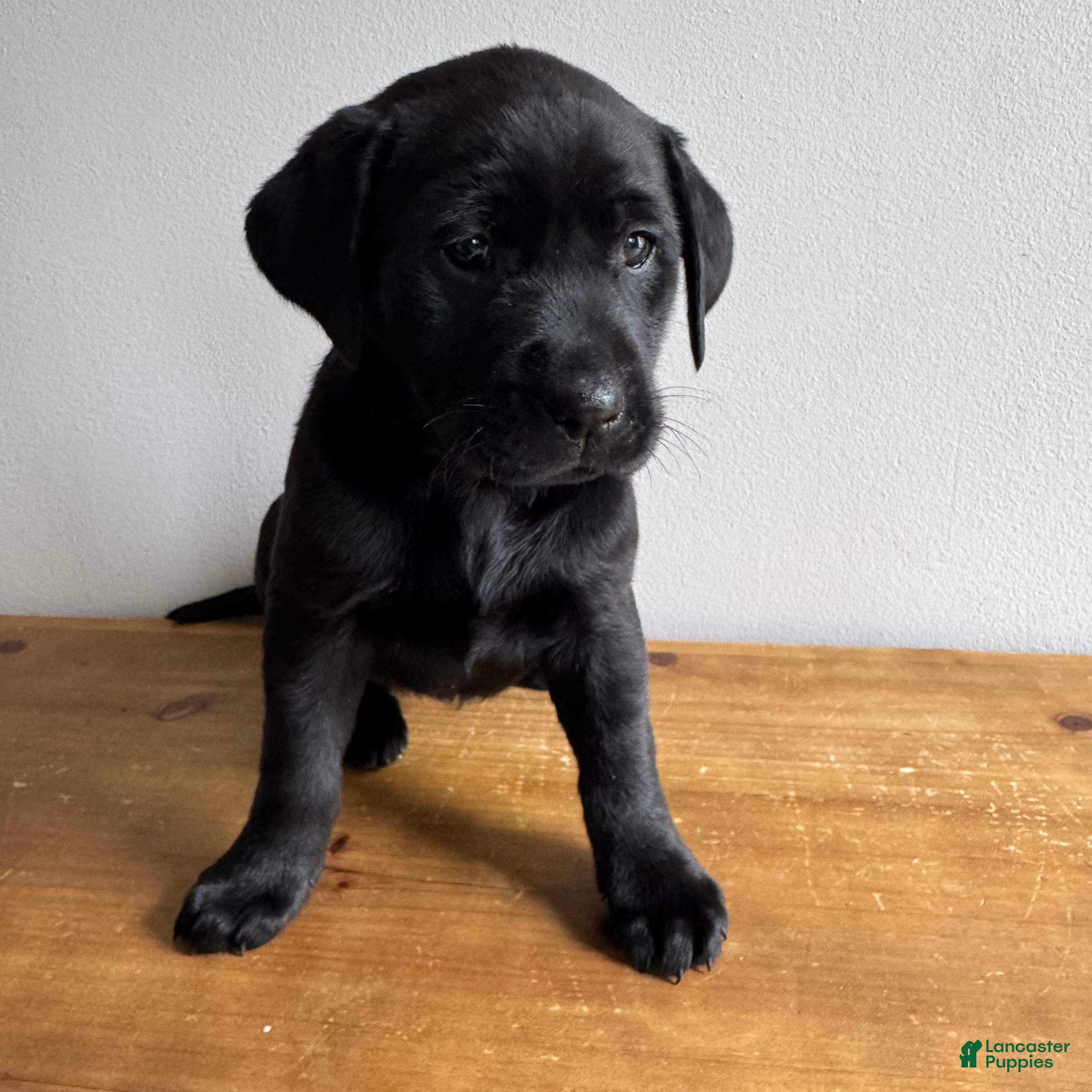 Labrador Retriever dogs Lennon - Ad 3