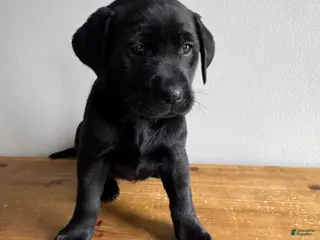 Labrador Retriever dogs Lennon - Ad 3