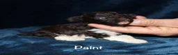 Toy Poodle dogs for sale: Paint - Ad 4