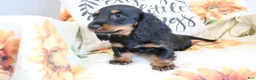 Miniature Dachshund dogs for sale: Daisy - Ad 2
