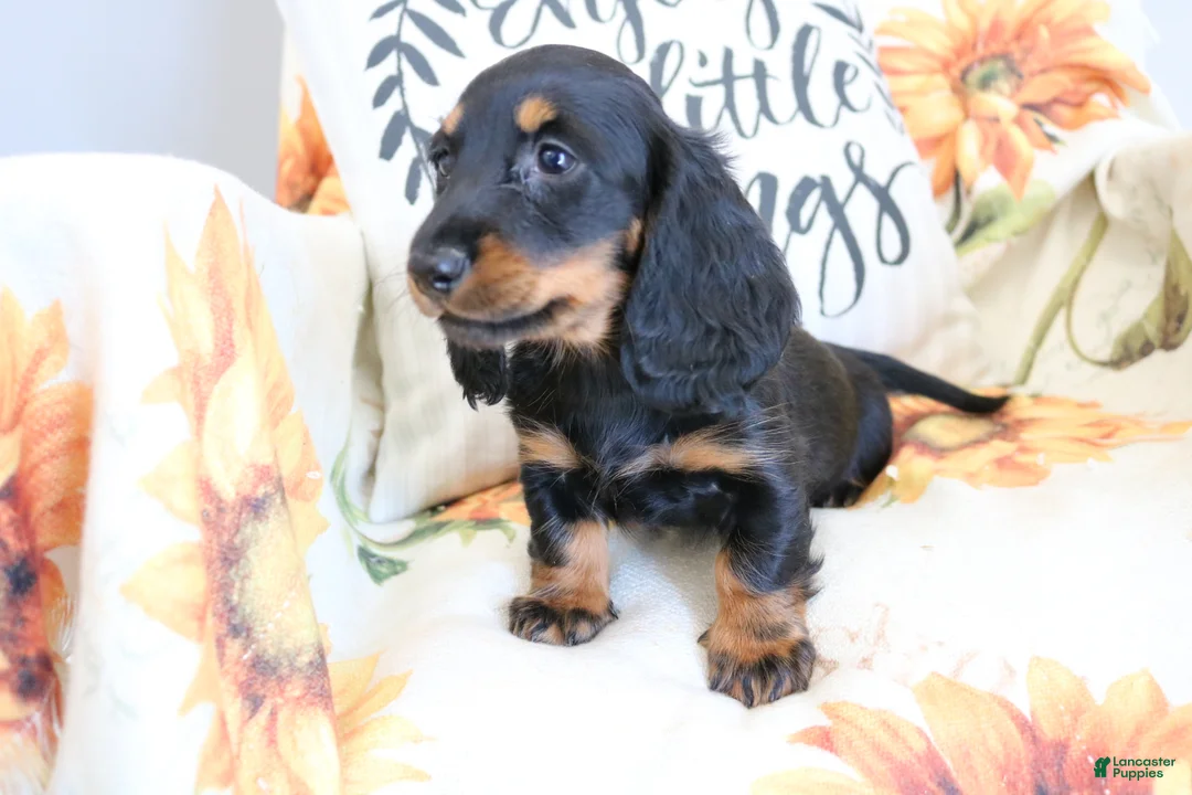 Miniature Dachshund dogs for sale: Daisy - Ad 2