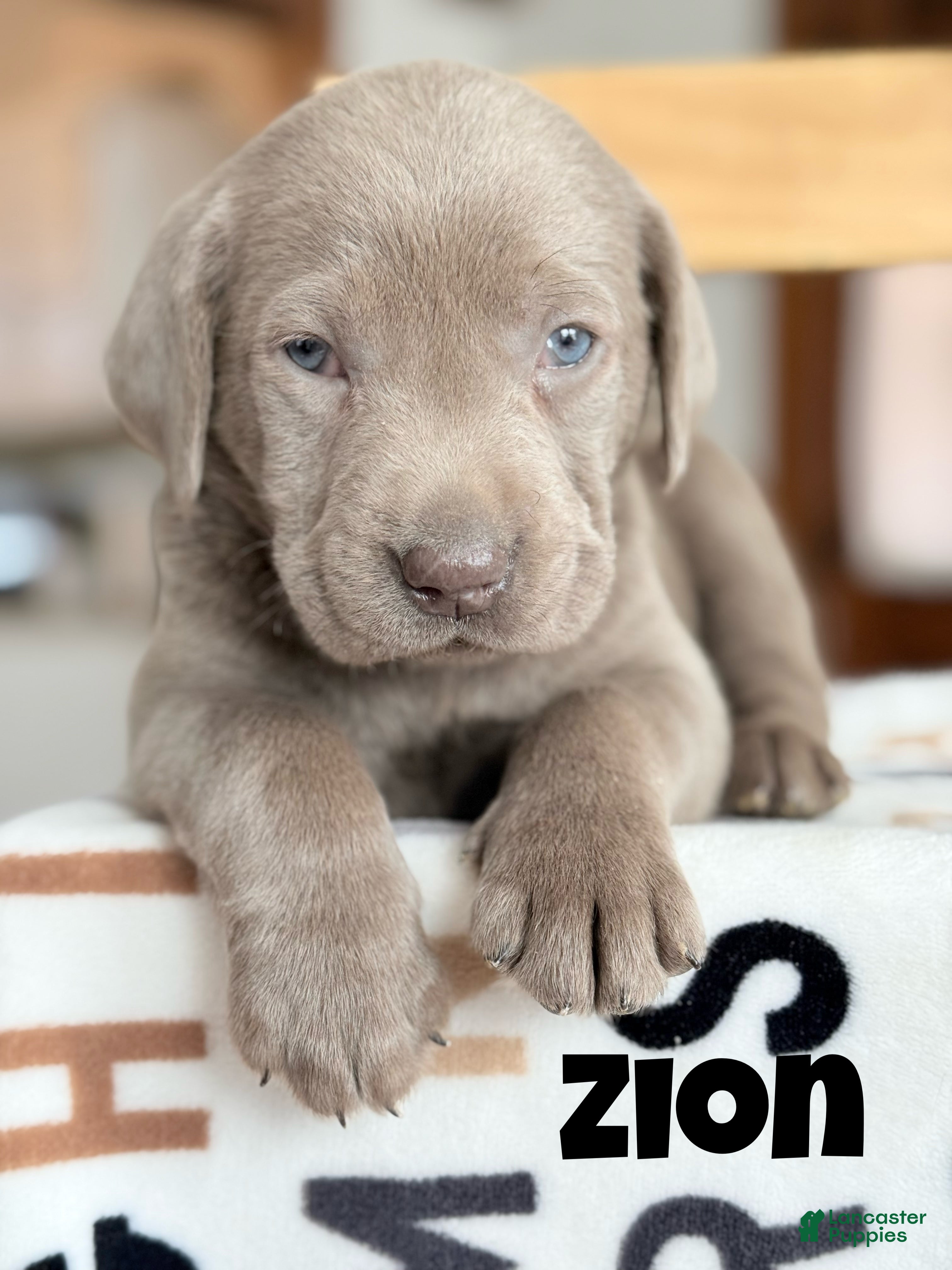 Labrador Retriever dogs Zion - Ad 39