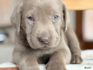 Labrador Retriever dogs Zion - Ad 39