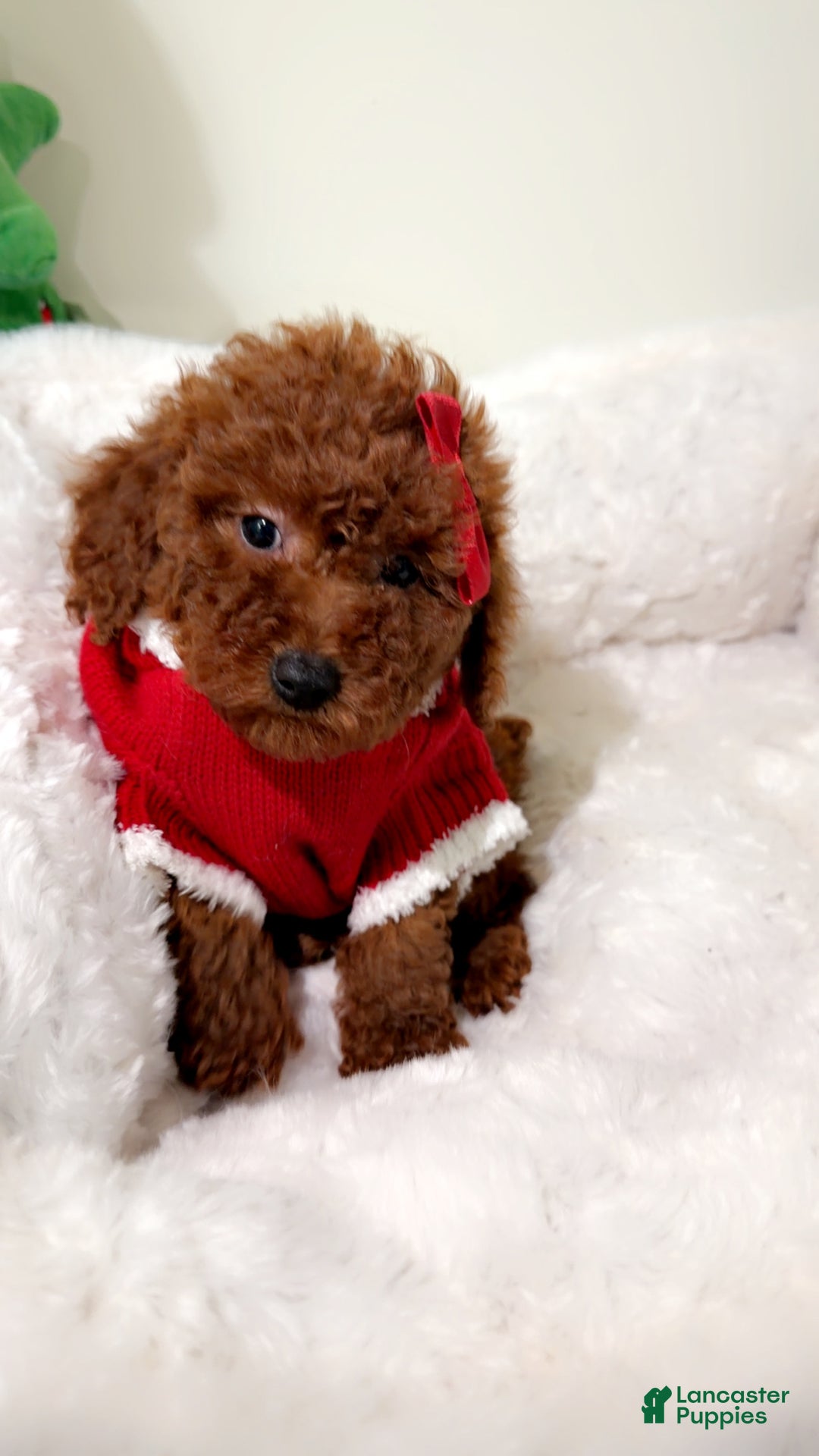 Toy Poodle dogs for sale: Babe cakes  - Ad 1