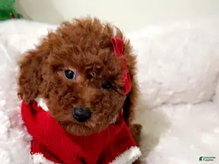 Toy Poodle dogs Babe cakes - Ad 28