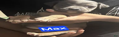 Max