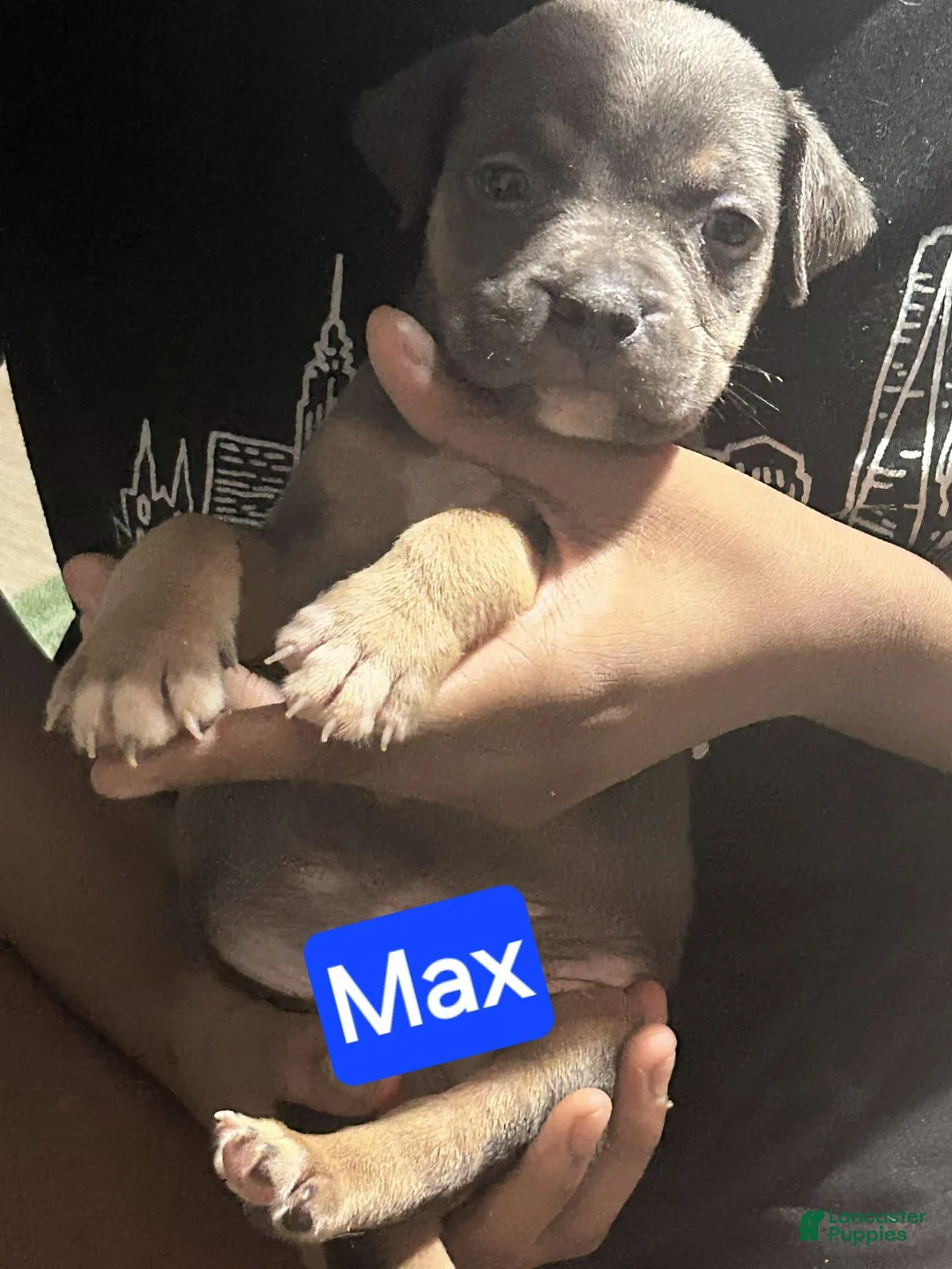 American Bully dogs for sale: Max - Ad 1