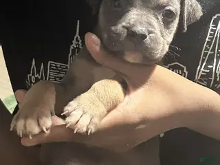 American Bully dogs Max - Ad 5