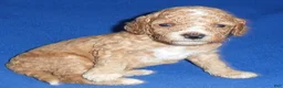 Cockapoo dogs for sale: Teddy - Ad 7