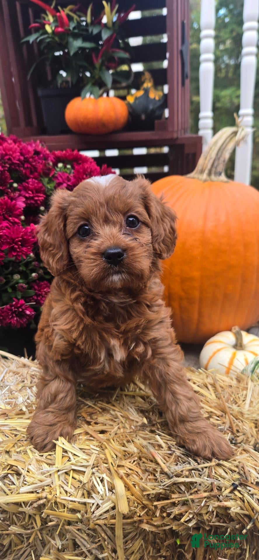Cavapoo dogs for sale: Auggie - Ad 1