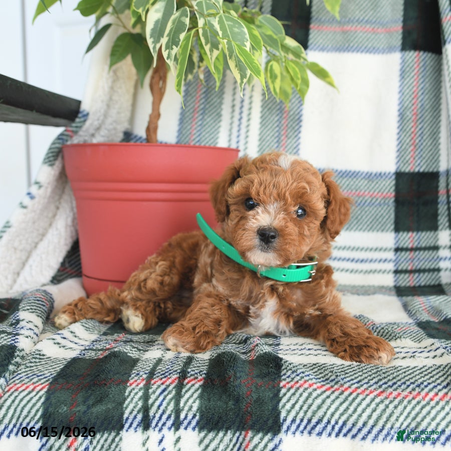 Cavapoo dogs Atlas - Ad 1