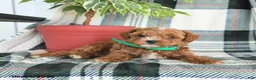 Cavapoo dogs for sale: Atlas - Ad 1