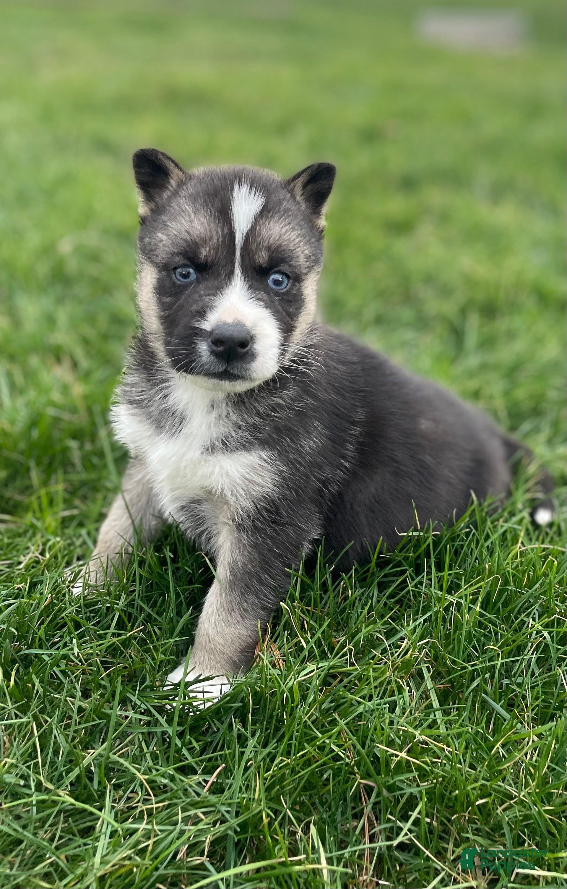 Gerberian Shepsky dogs Finn - Ad 1