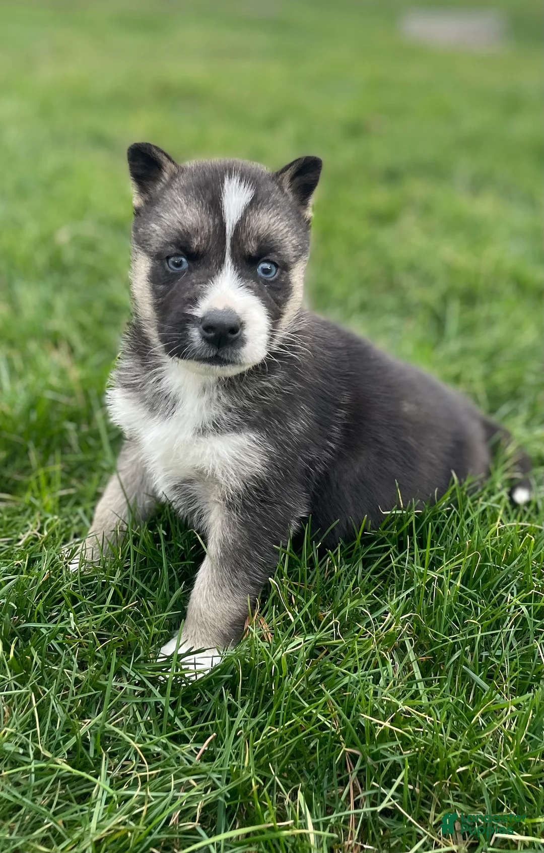 Gerberian Shepsky dogs for sale: Finn - Ad 1