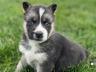 Gerberian Shepsky dogs for sale: Finn - Ad 4