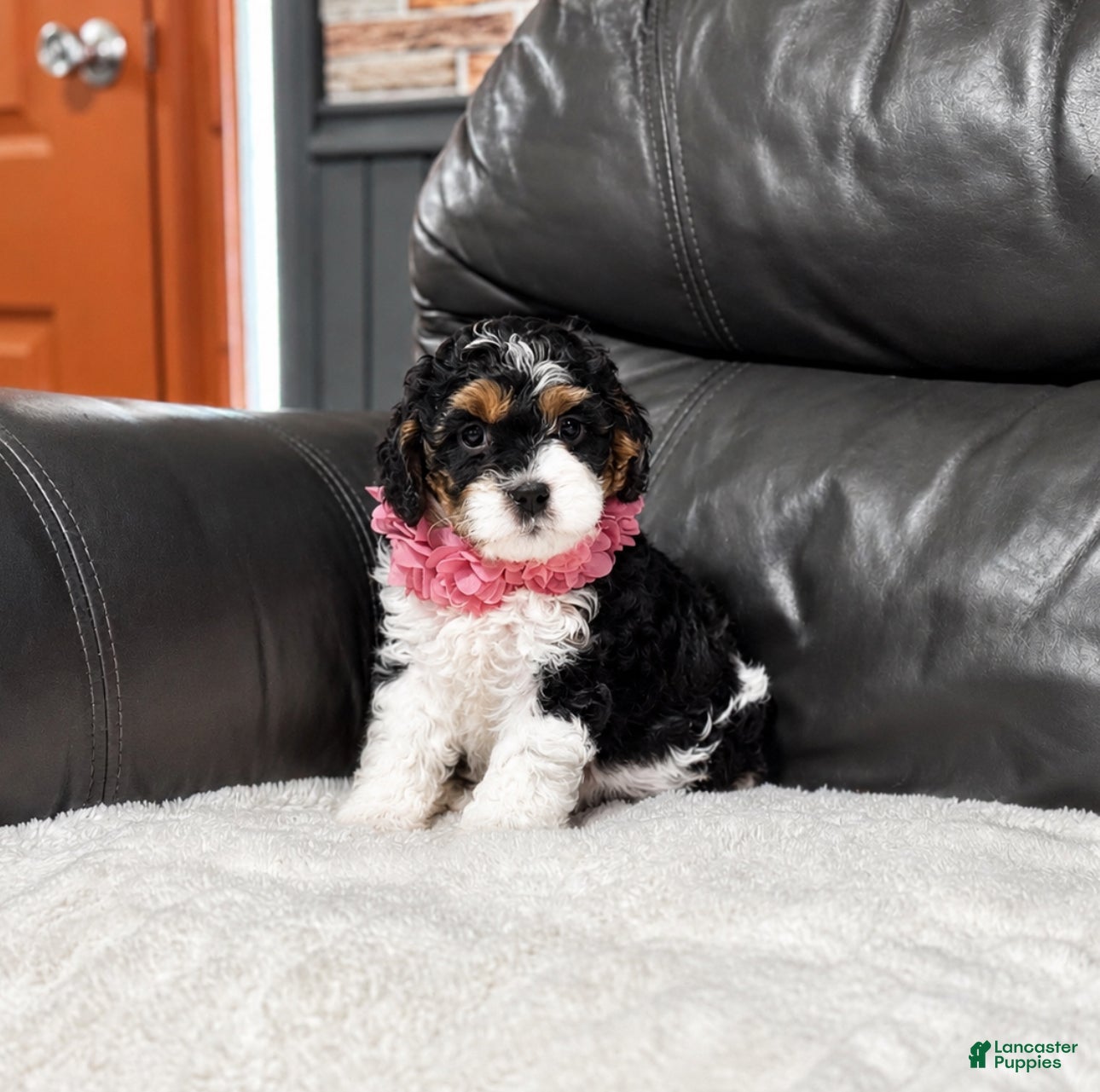 Cavapoo dogs Maggie - Ad 36