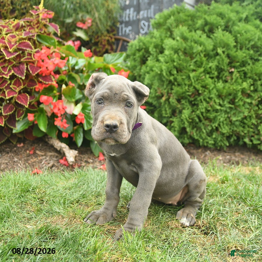 Cane Corso dogs Lotus  - Ad 2