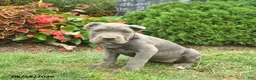 Cane Corso dogs for sale: Lotus  - Ad 2