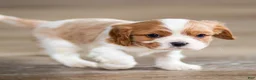 Cavalier King Charles Spaniel dogs for sale: Titen Cavalier King Charles Spaniel Puppy  - Ad 3