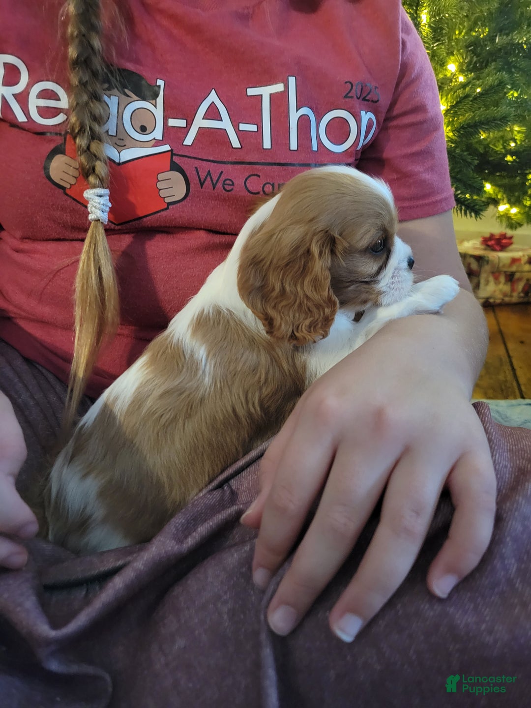 Cavalier King Charles Spaniel dogs for sale: Carson - Ad 5
