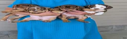 Beabull dogs for sale: Gus - Ad 16