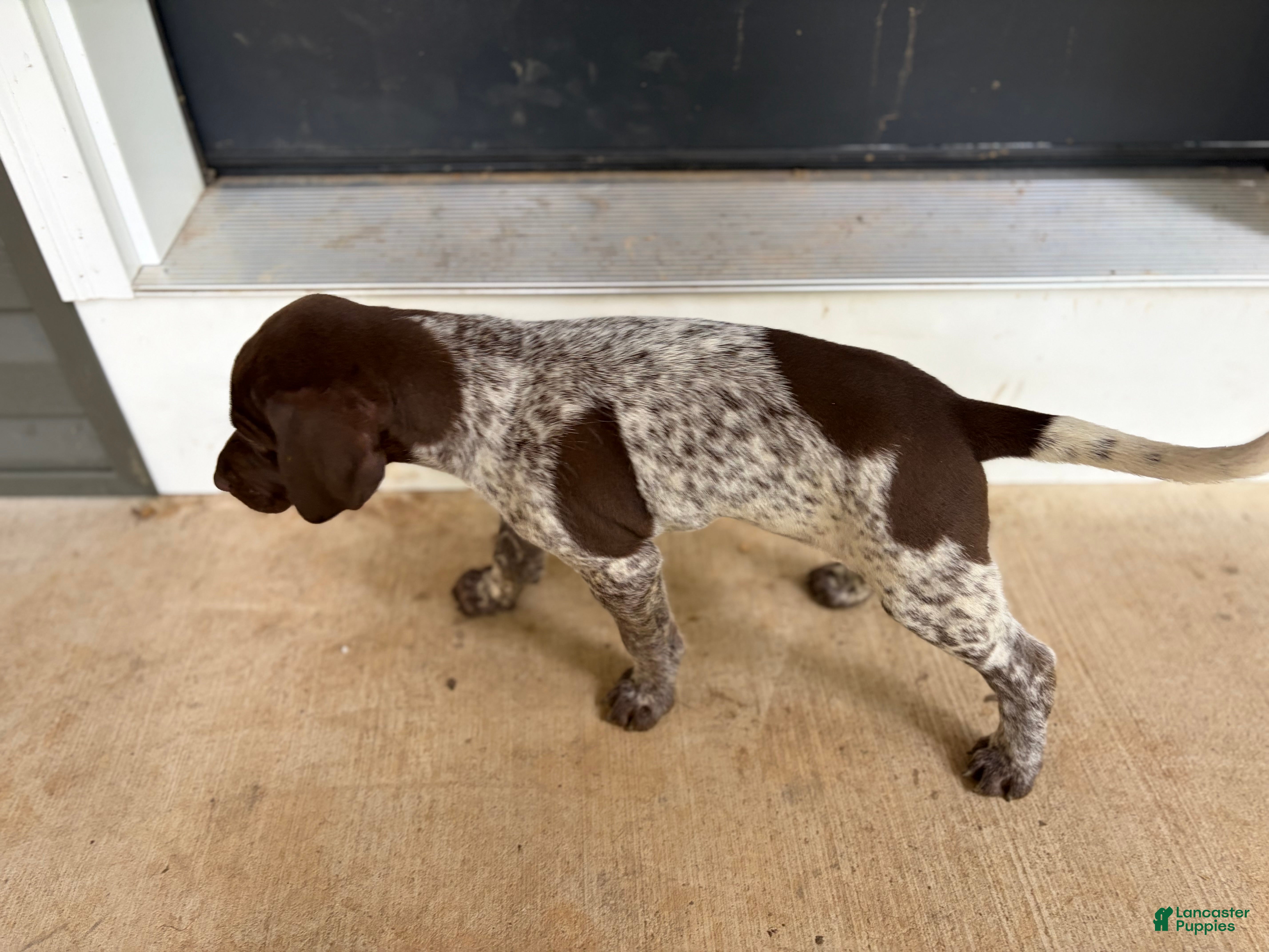 German Shorthaired Pointer dogs Cleo - Ad 2