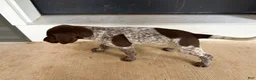 German Shorthaired Pointer dogs for sale: Cleo - Ad 2