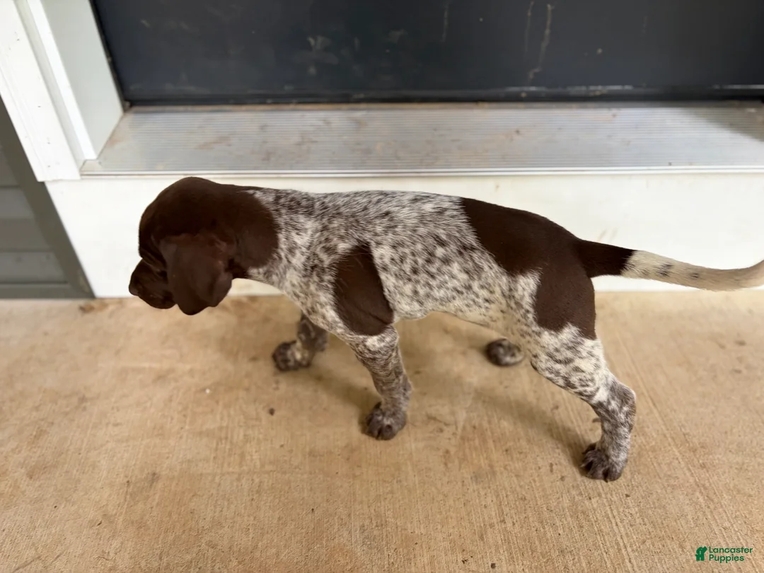 German Shorthaired Pointer dogs for sale: Cleo - Ad 2