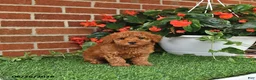 Toy Poodle dogs for sale: Bella Mia - Ad 3