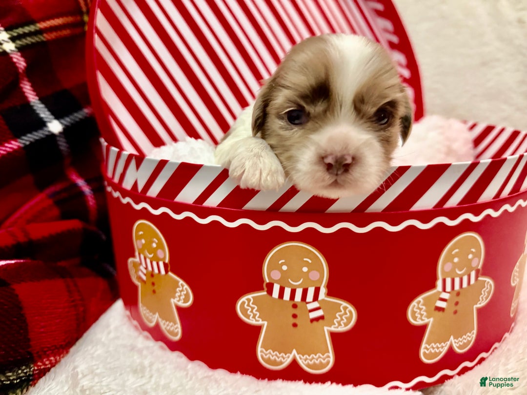 Shihpoo dogs for sale: Beau - Ad 10