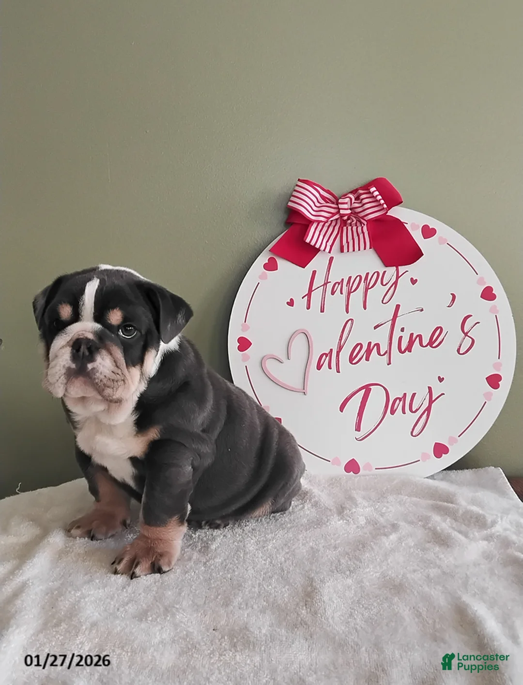 English Bulldog dogs for sale: Tarson - Ad 2