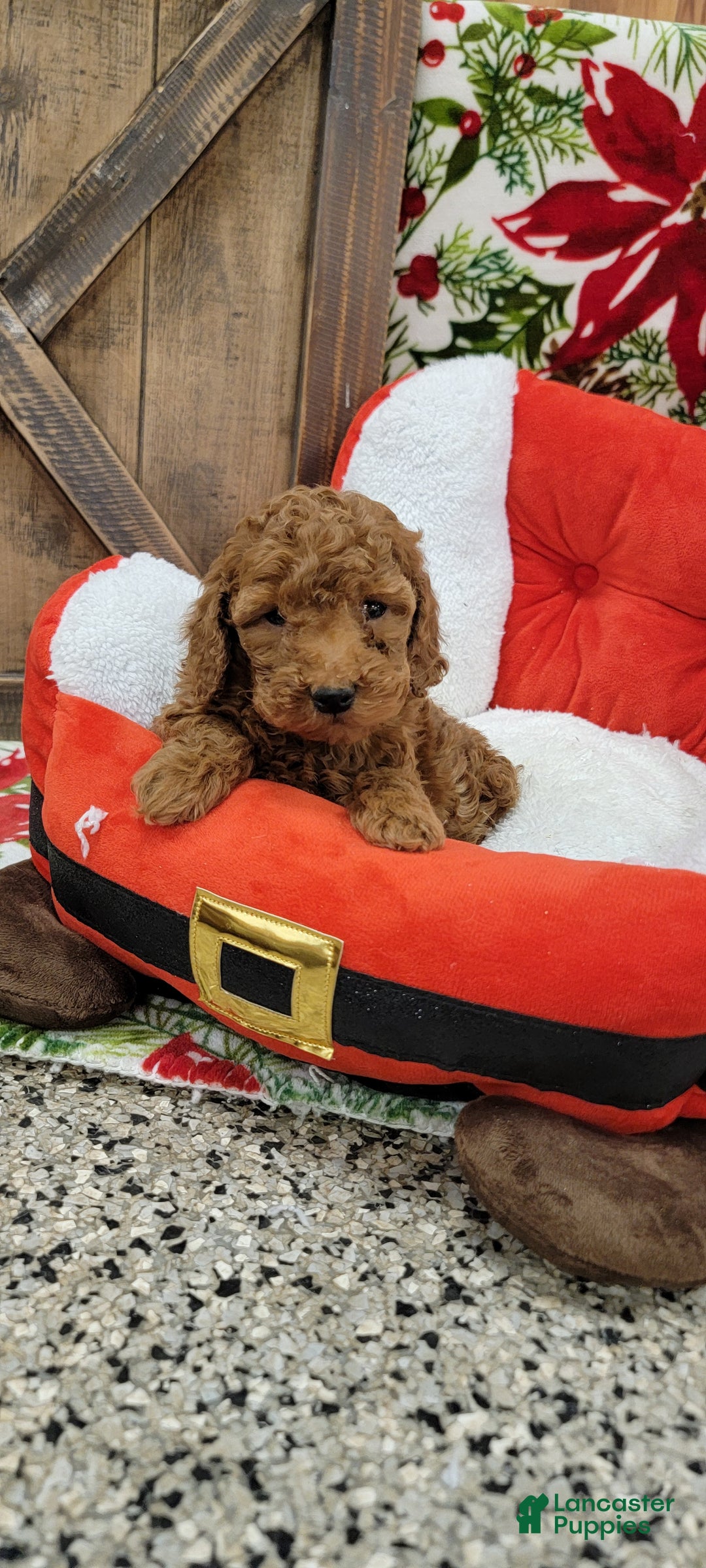Toy Poodle dogs for sale: Myron - Ad 3