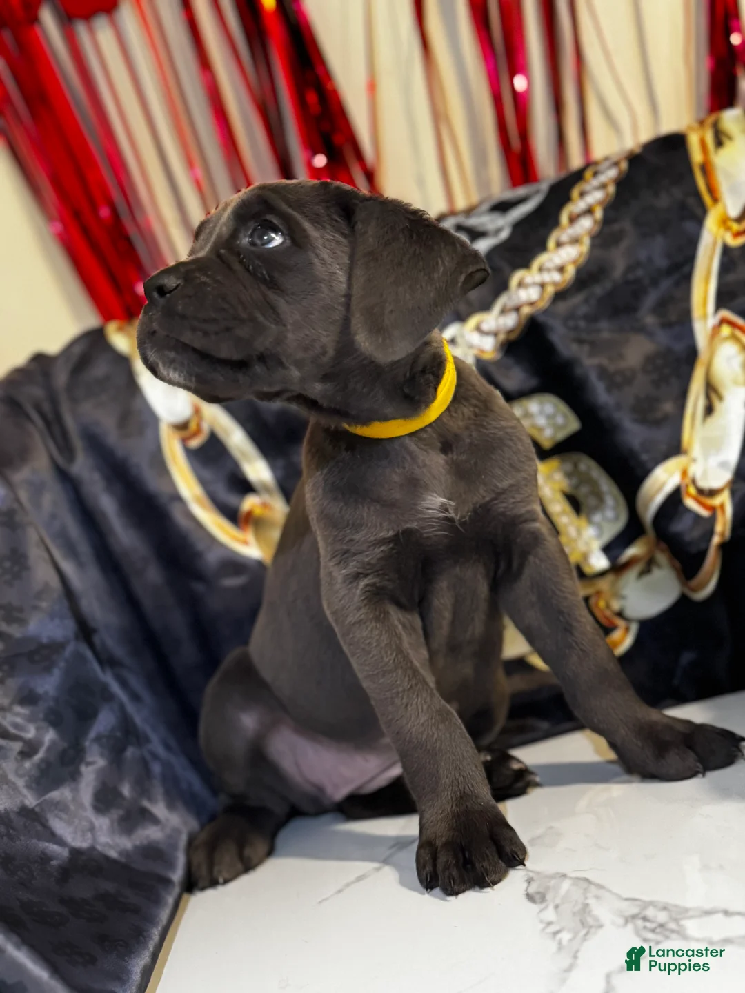 Cane Corso dogs for sale: Jude - Ad 2