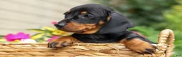 Miniature Dachshund dogs for sale: Iggy🐶  - Ad 13