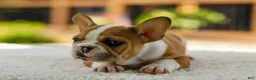 French Bulldog dogs for sale: Oasis – Fawn/White - Ad 5