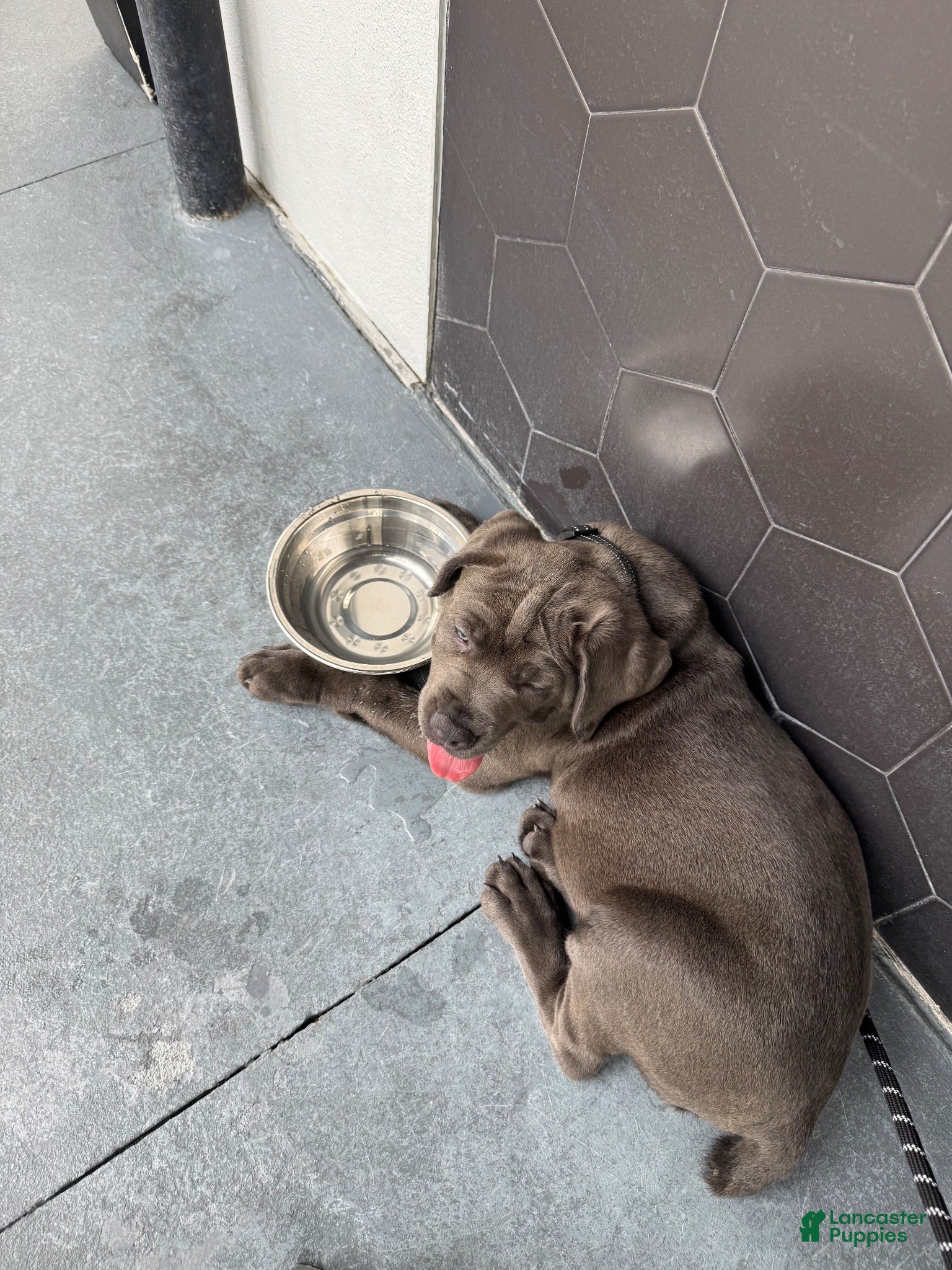 Cane Corso dogs Raiden - Ad 21