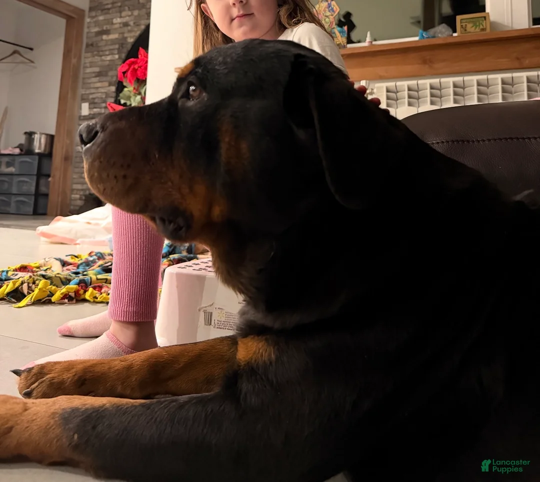 Rottweiler dogs for sale: Rottweiler Puppy 1 - Ad 4