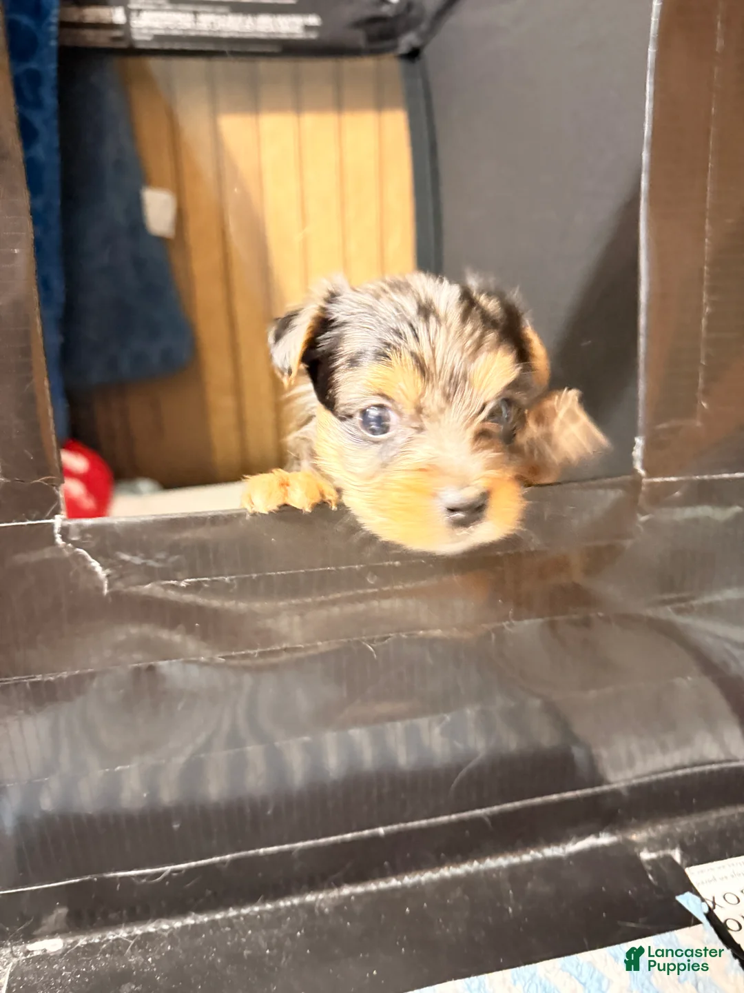 Yorkshire Terrier dogs for sale:  2 Ace - Ad 1