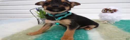 Mixed Breed dogs for sale: Mixed Breed Puppy 4 Truman - Ad 4