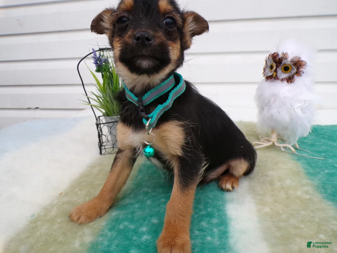 Mixed Breed dogs for sale: Mixed Breed Puppy 4 Truman - Ad 4