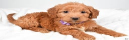 Mini Goldendoodle dogs for sale: Bluebell - Ad 3
